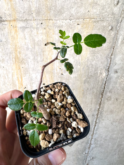 【現品限り】コミフォラ・モンストローサ【K35】 Commiphora monstruosa