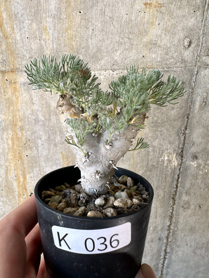 【現品限り】モンソニア・ぺニクリナム【K36】 Monsonia peniculinum