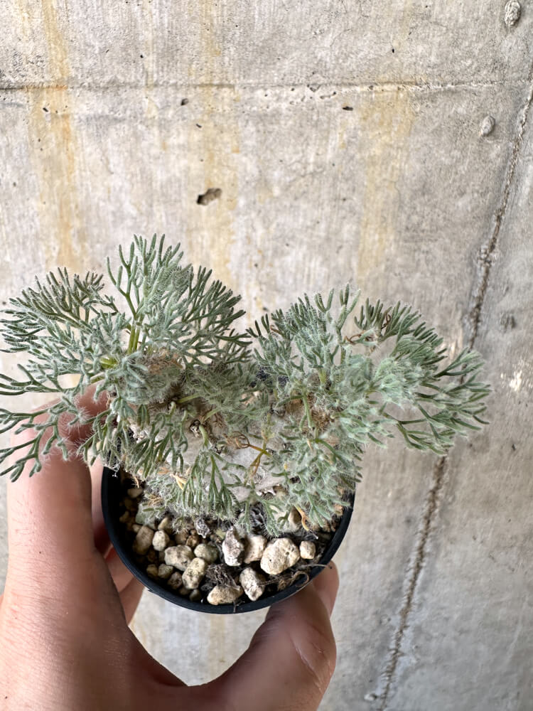 【現品限り】モンソニア・ぺニクリナム【K36】 Monsonia peniculinum