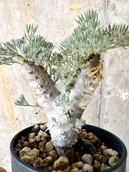 【現品限り】モンソニア・ぺニクリナム【K36】 Monsonia peniculinum