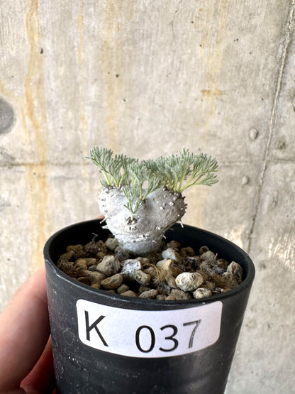 【現品限り】モンソニア・ぺニクリナム【K37】 Monsonia peniculinum