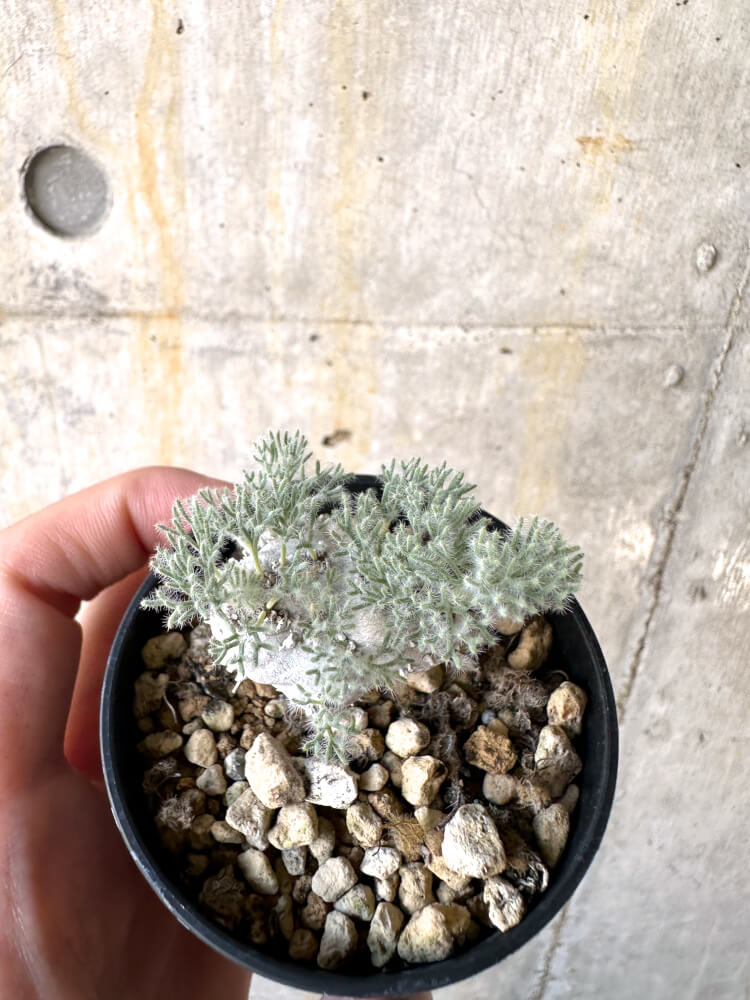 【現品限り】モンソニア・ぺニクリナム【K37】 Monsonia peniculinum