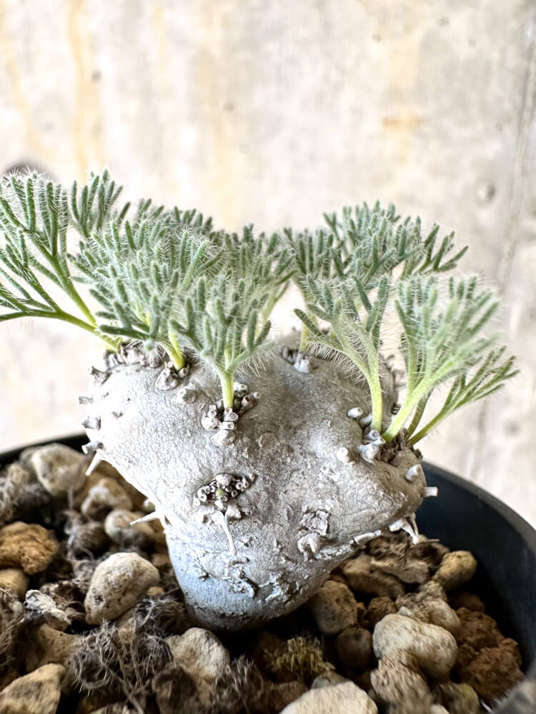 【現品限り】モンソニア・ぺニクリナム【K37】 Monsonia peniculinum