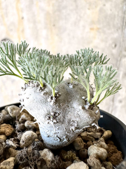 【現品限り】モンソニア・ぺニクリナム【K37】 Monsonia peniculinum