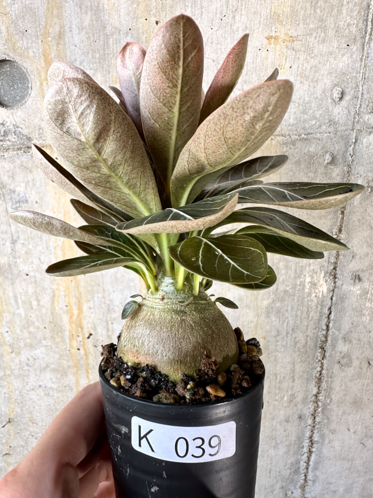 【現品限り】アデニウム・ソコトラナム 実生【K39】 Adenium socotranum