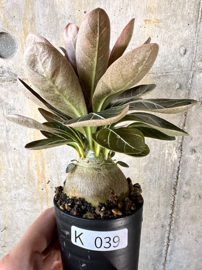 【現品限り】アデニウム・ソコトラナム 実生【K39】 Adenium socotranum