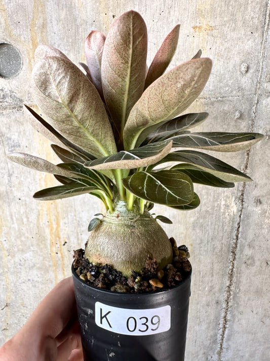 【現品限り】アデニウム・ソコトラナム 実生【K39】 Adenium socotranum