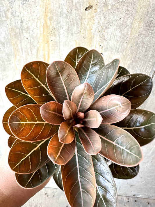 【現品限り】アデニウム・ソコトラナム 実生【K39】 Adenium socotranum