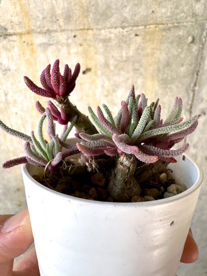 【現品限り】フィロボルス・レスルゲンス【K3】 Phyllobolus resurgens