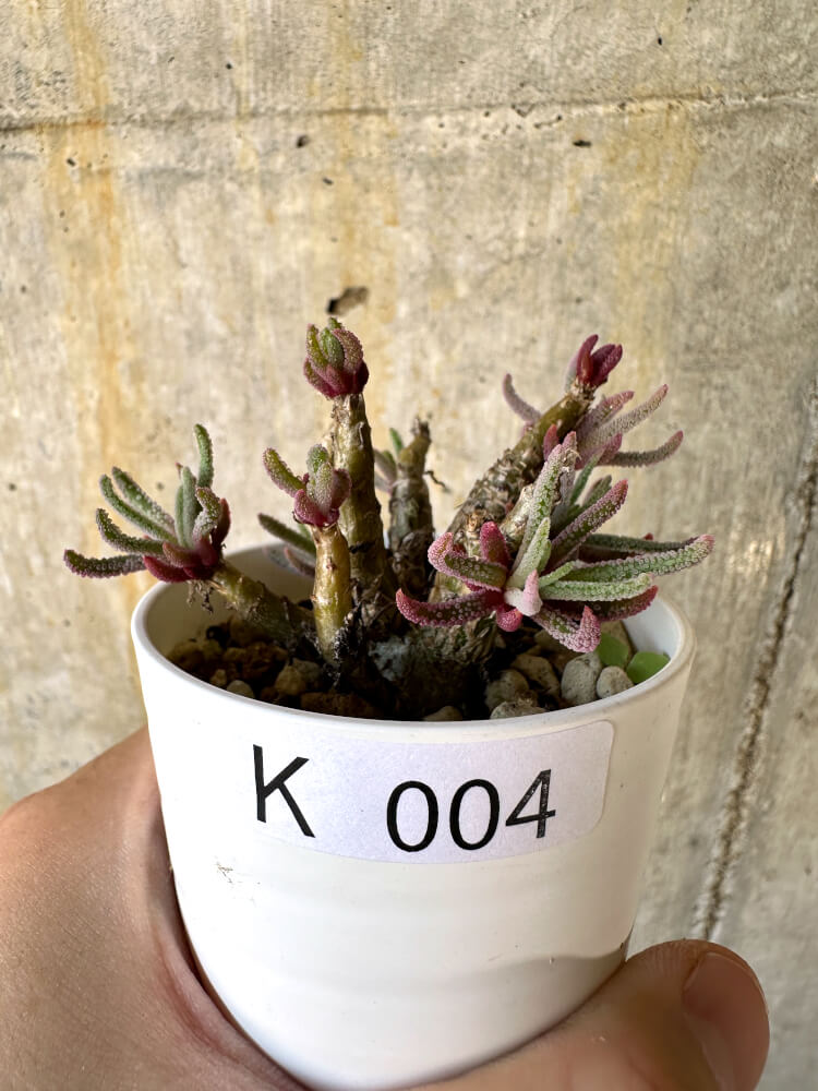 【現品限り】フィロボルス・レスルゲンス【K4】 Phyllobolus resurgens