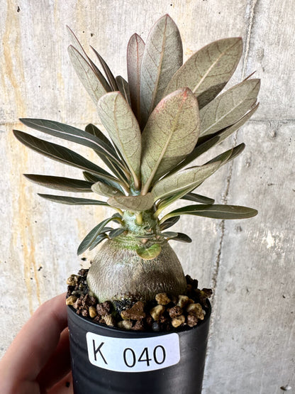 【現品限り】アデニウム・ソコトラナム 実生【K40】 Adenium socotranum