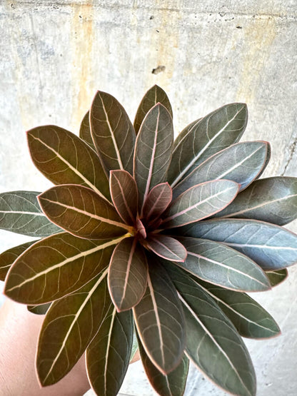 【現品限り】アデニウム・ソコトラナム 実生【K40】 Adenium socotranum