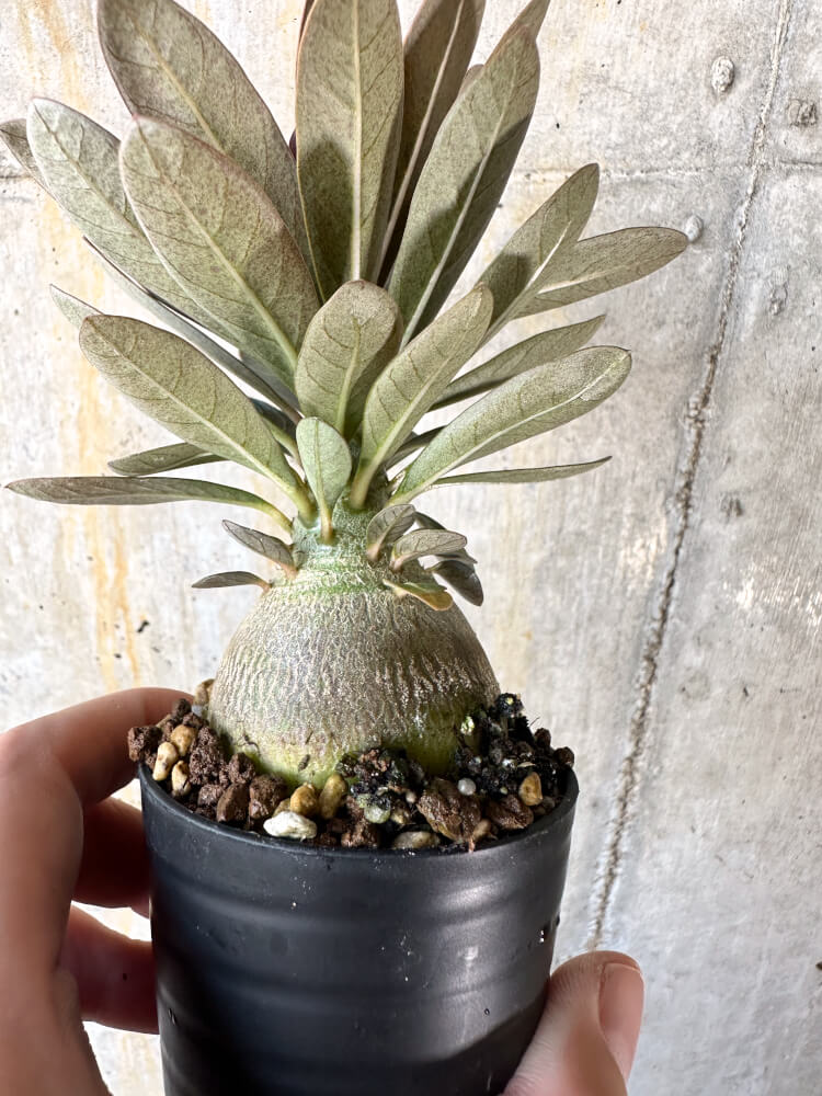 現品限り】アデニウム・ソコトラナム 実生【K40】 Adenium socotranum