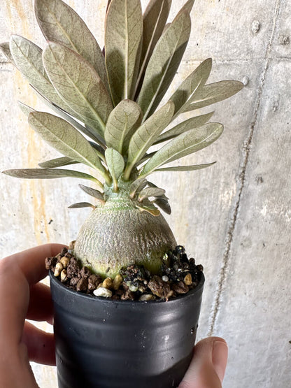 【現品限り】アデニウム・ソコトラナム 実生【K40】 Adenium socotranum