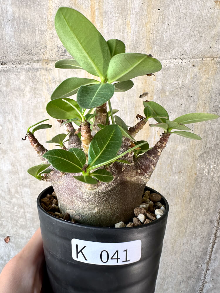 【現品限り】アデニウム・アラビカム ブラックスキン【K41】 Adenium arabicum ‘Black skin’