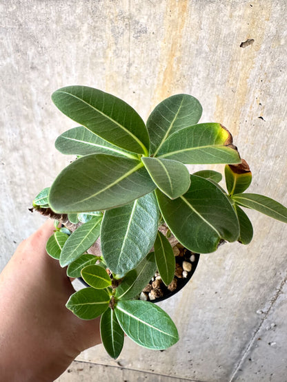 【現品限り】アデニウム・アラビカム ブラックスキン【K41】 Adenium arabicum ‘Black skin’