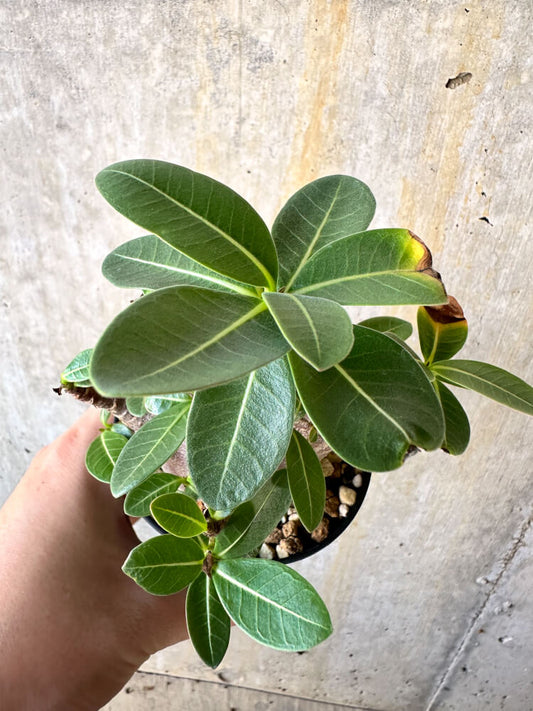 【現品限り】アデニウム・アラビカム ブラックスキン【K41】 Adenium arabicum ‘Black skin’