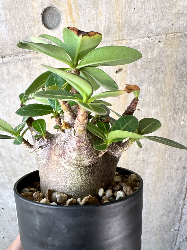 【現品限り】アデニウム・アラビカム ブラックスキン【K41】 Adenium arabicum ‘Black skin’