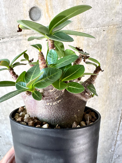【現品限り】アデニウム・アラビカム ブラックスキン【K41】 Adenium arabicum ‘Black skin’