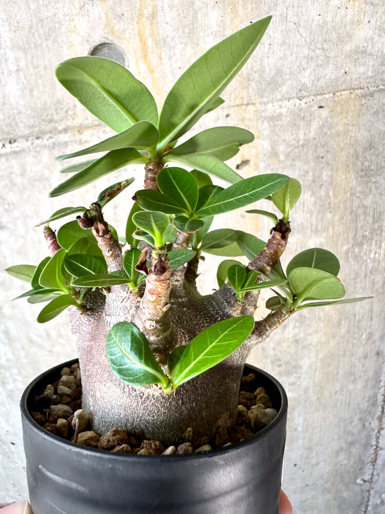 【現品限り】アデニウム・アラビカム ブラックスキン【K41】 Adenium arabicum ‘Black skin’