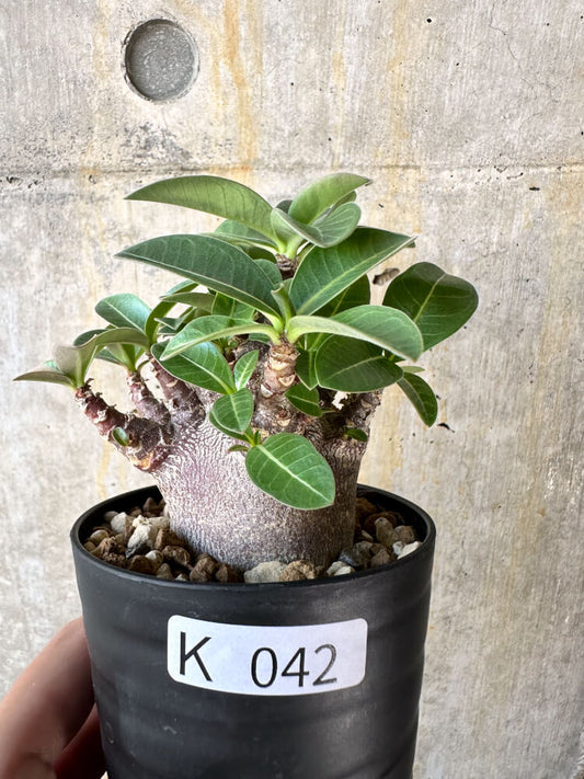 【現品限り】アデニウム・アラビカム ブラックスキン【K42】 Adenium arabicum ‘Black skin’