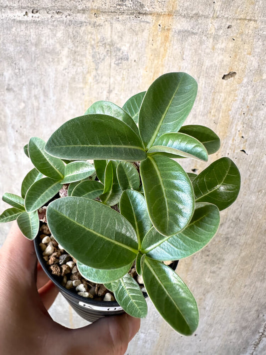 【現品限り】アデニウム・アラビカム ブラックスキン【K42】 Adenium arabicum ‘Black skin’