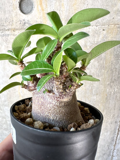 【現品限り】アデニウム・アラビカム ブラックスキン【K42】 Adenium arabicum ‘Black skin’