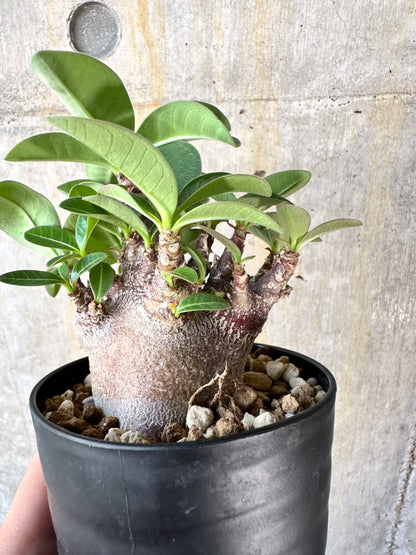 【現品限り】アデニウム・アラビカム ブラックスキン【K42】 Adenium arabicum ‘Black skin’