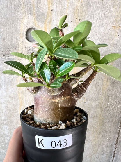 【現品限り】アデニウム・アラビカム ブラックスキン【K43】 Adenium arabicum ‘Black skin’