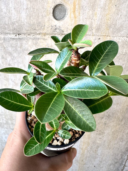 【現品限り】アデニウム・アラビカム ブラックスキン【K43】 Adenium arabicum ‘Black skin’