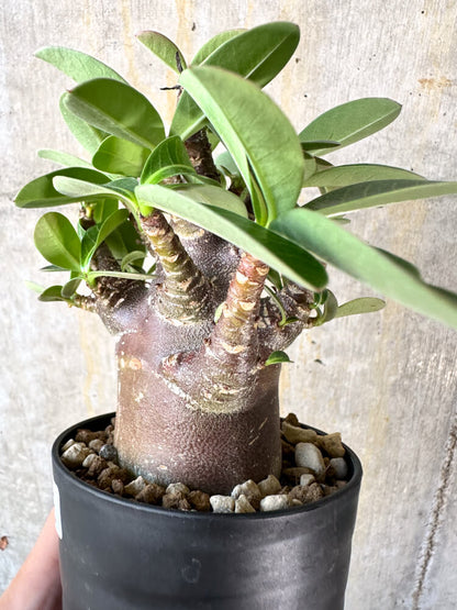 【現品限り】アデニウム・アラビカム ブラックスキン【K43】 Adenium arabicum ‘Black skin’
