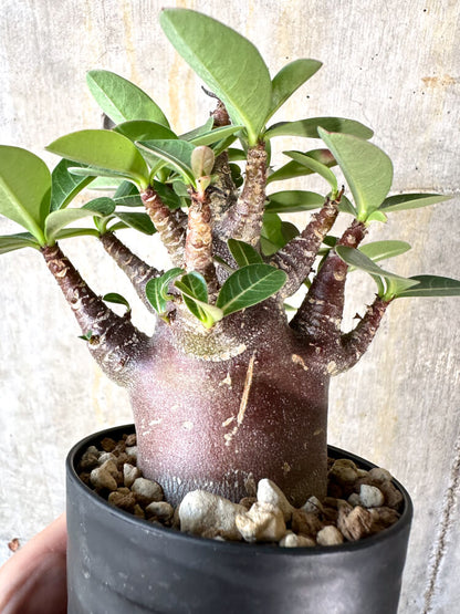 【現品限り】アデニウム・アラビカム ブラックスキン【K43】 Adenium arabicum ‘Black skin’