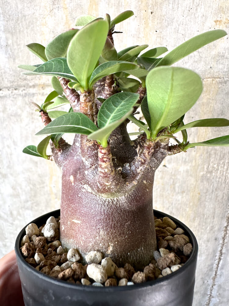 【現品限り】アデニウム・アラビカム ブラックスキン【K43】 Adenium arabicum ‘Black skin’