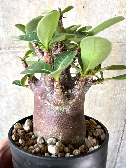 【現品限り】アデニウム・アラビカム ブラックスキン【K43】 Adenium arabicum ‘Black skin’
