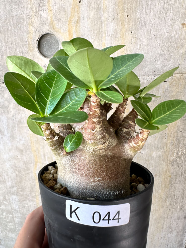【現品限り】アデニウム・アラビカム ブラックスキン【K44】 Adenium arabicum ‘Black skin’