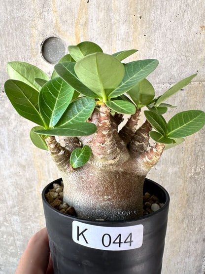 【現品限り】アデニウム・アラビカム ブラックスキン【K44】 Adenium arabicum ‘Black skin’