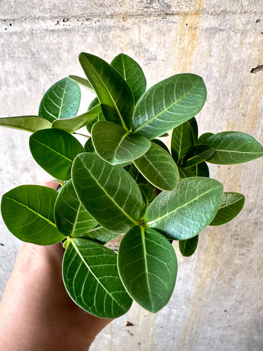 【現品限り】アデニウム・アラビカム ブラックスキン【K44】 Adenium arabicum ‘Black skin’