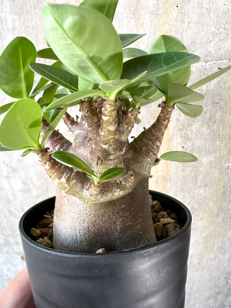 【現品限り】アデニウム・アラビカム ブラックスキン【K44】 Adenium arabicum ‘Black skin’