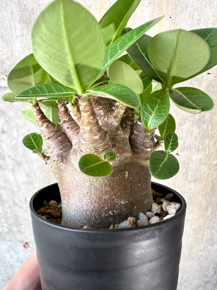 【現品限り】アデニウム・アラビカム ブラックスキン【K44】 Adenium arabicum ‘Black skin’