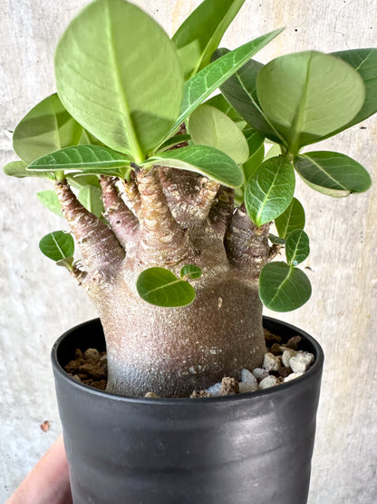 【現品限り】アデニウム・アラビカム ブラックスキン【K44】 Adenium arabicum ‘Black skin’