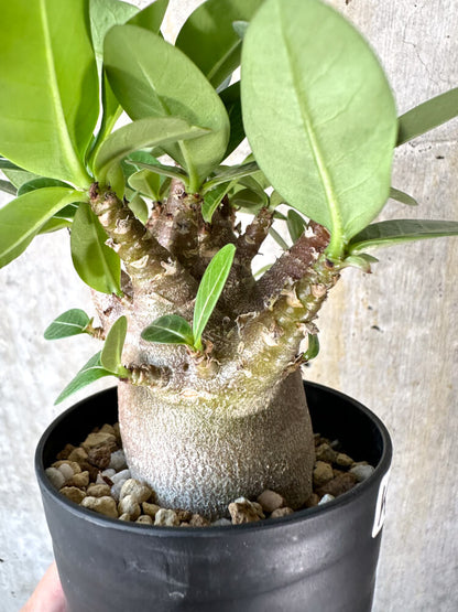 【現品限り】アデニウム・アラビカム ブラックスキン【K44】 Adenium arabicum ‘Black skin’