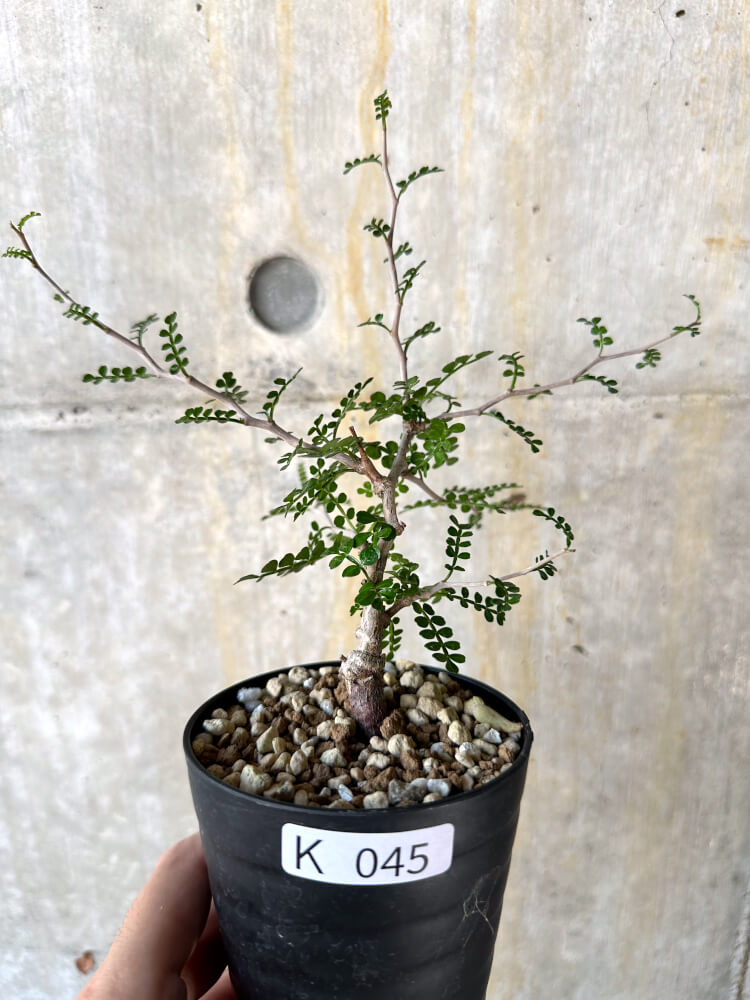 【現品限り】オペルクリカリア・パキプス 根挿し【K45】 Operculicarya pachypus