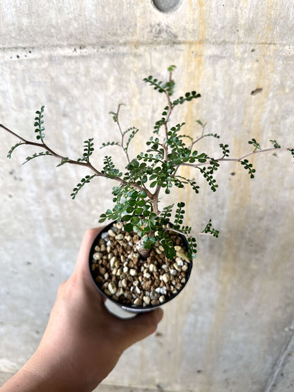 【現品限り】オペルクリカリア・パキプス 根挿し【K45】 Operculicarya pachypus