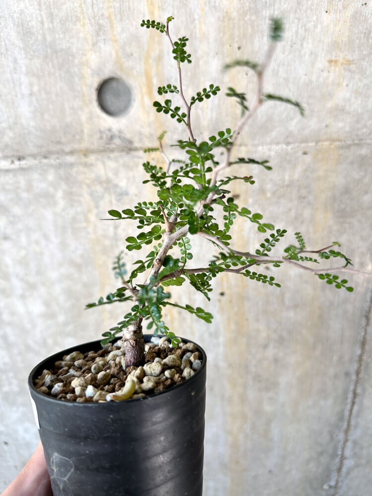 【現品限り】オペルクリカリア・パキプス 根挿し【K45】 Operculicarya pachypus