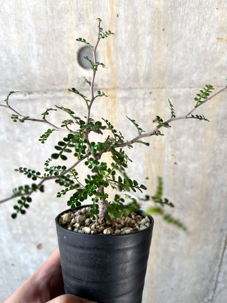 【現品限り】オペルクリカリア・パキプス 根挿し【K45】 Operculicarya pachypus