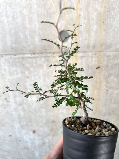 【現品限り】オペルクリカリア・パキプス 根挿し【K45】 Operculicarya pachypus