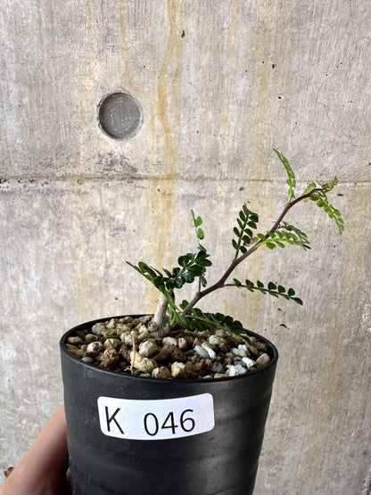 【現品限り】オペルクリカリア・パキプス 根挿し【K46】 Operculicarya pachypus