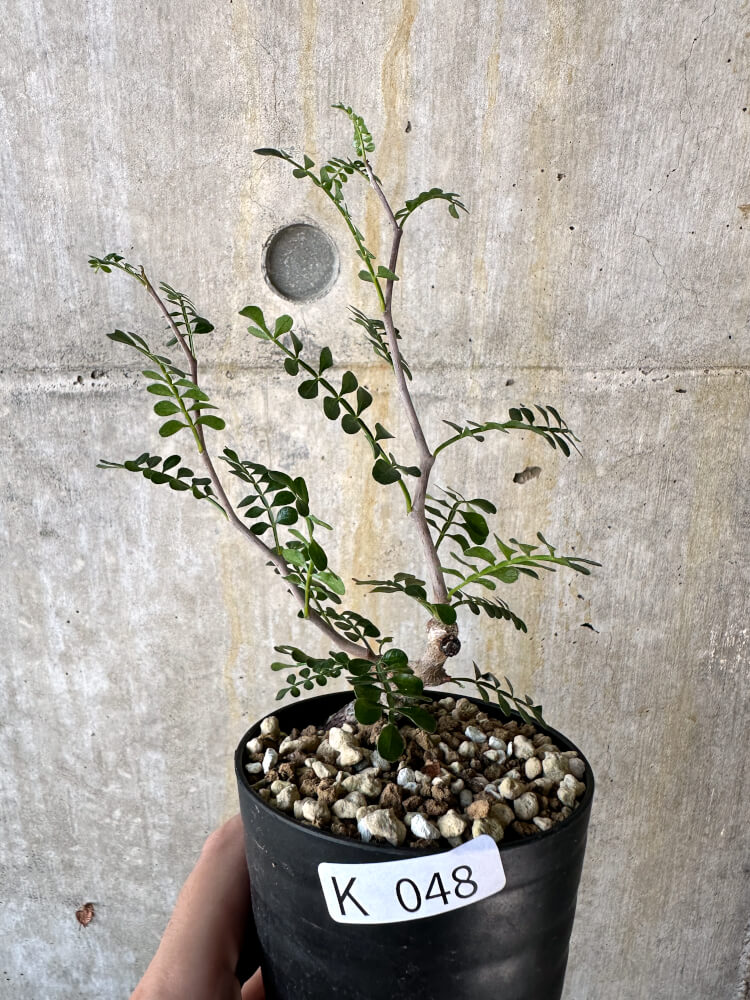 【現品限り】オペルクリカリア・パキプス 根挿し【K48】 Operculicarya pachypus