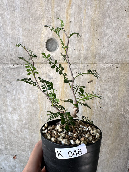 【現品限り】オペルクリカリア・パキプス 根挿し【K48】 Operculicarya pachypus