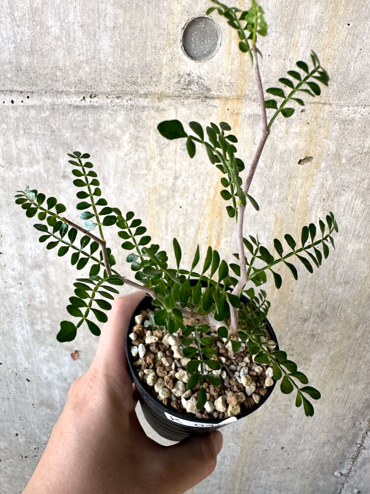 【現品限り】オペルクリカリア・パキプス 根挿し【K48】 Operculicarya pachypus